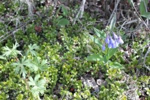 Lungwort flower-Yukon