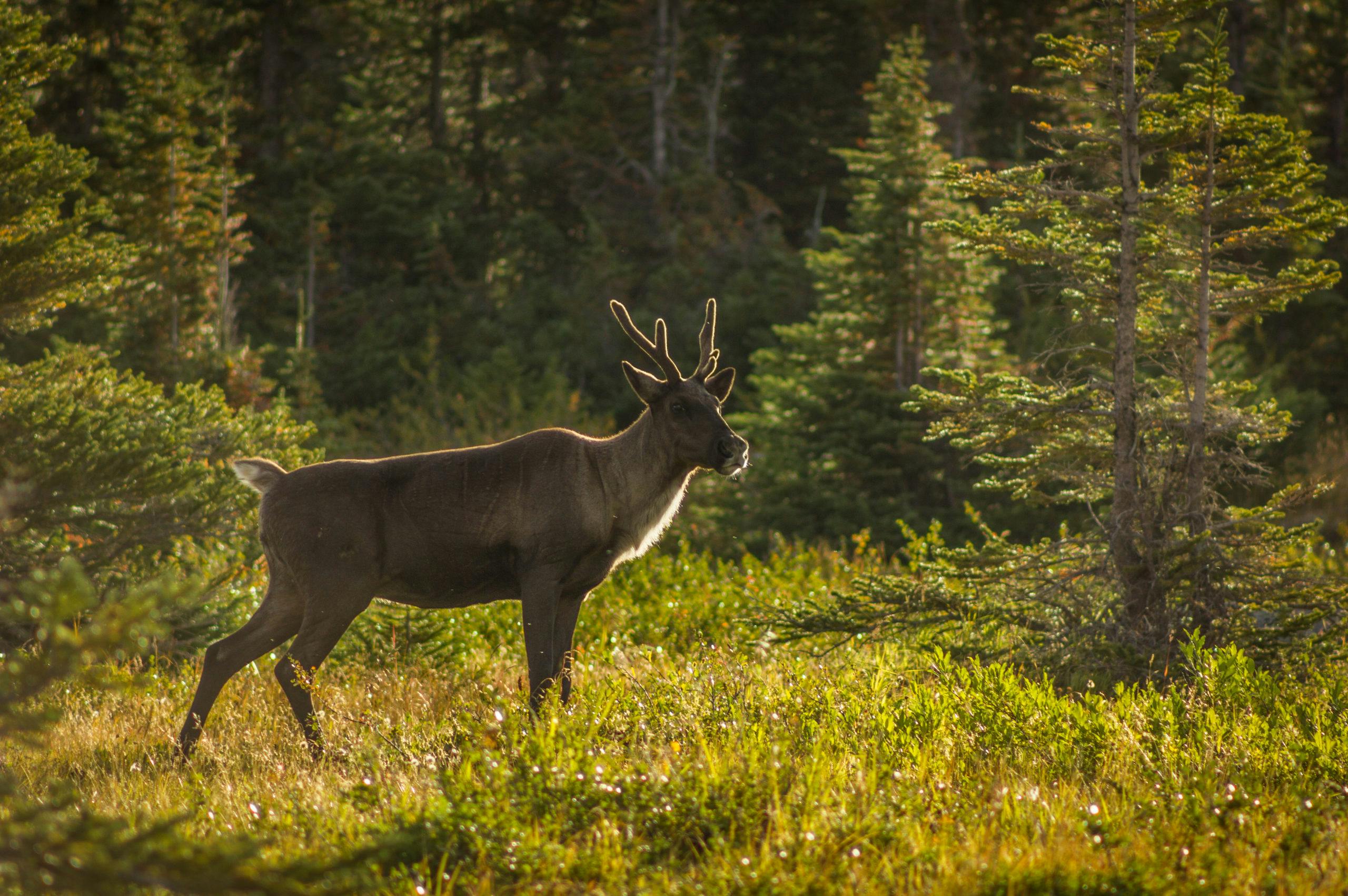 The southern mountain caribou has suffered 60% declines and is listed as endangered under the Species at Risk Act (SARA). Photo by ThartmannWiki (creative commons)