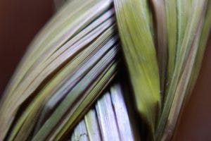 Braided sweetgrass. Photo by Jamfam1000, Wikimedia Commons