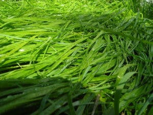 Sweetgrass. Photo by Kodemizer, Wikipedia