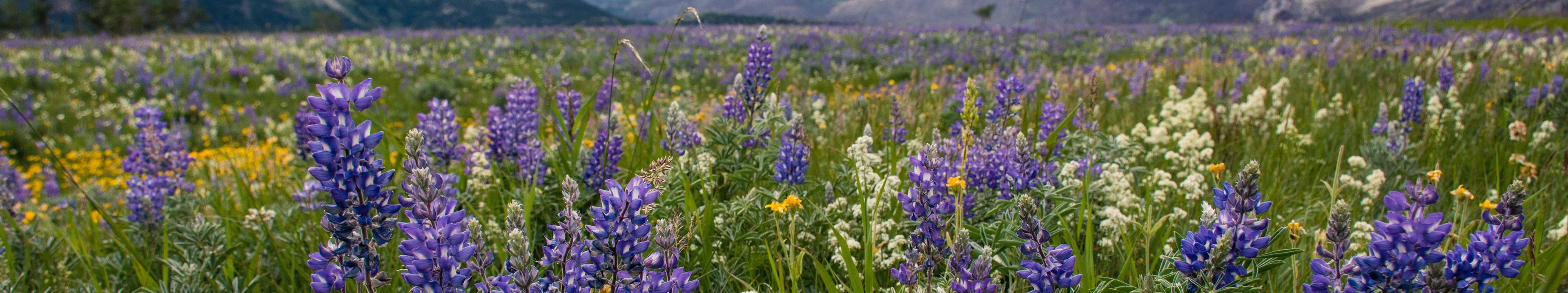 Mountain Meadow in Waterton with Flowers
