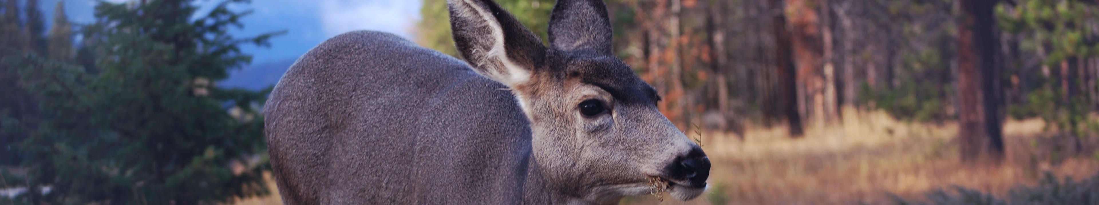 Deer in Jasper National Park