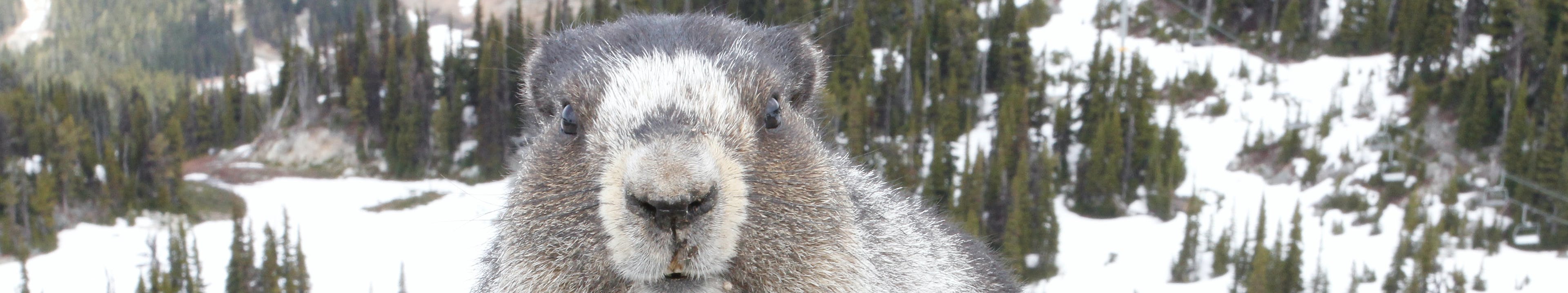 Marmot in Whistler